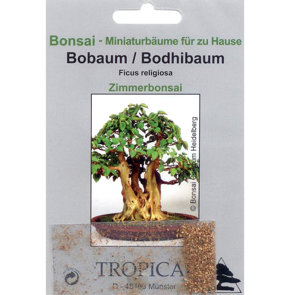 Bonsai - 200 Samen  Ficus religiosa -Bobaum, Bohdhibaum  90061