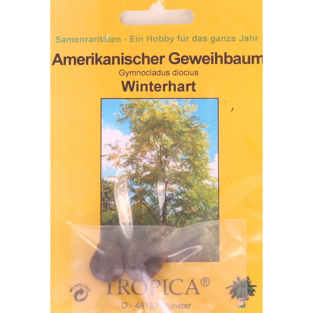 Bonsai - 2 Samen Amerikanischer Geweihbaum, Gymnocladus diocius 90100