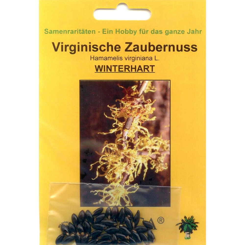 Bonsai - 25 Samen  Hamamelis virginiana L. - Virginische Zaubernuss 90083