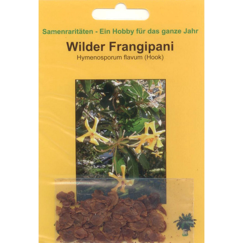 Bonsai - 20 Samen Hymenosporum flavum (Hook) - Wilder Frangipani 90096