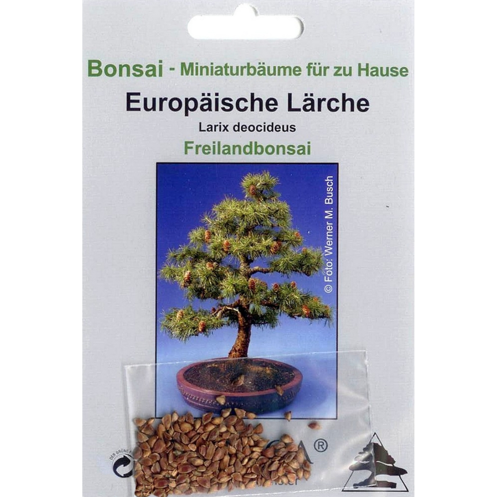 Bonsai - 50 Samen von Larix decidua - Europäische Lärche 90005