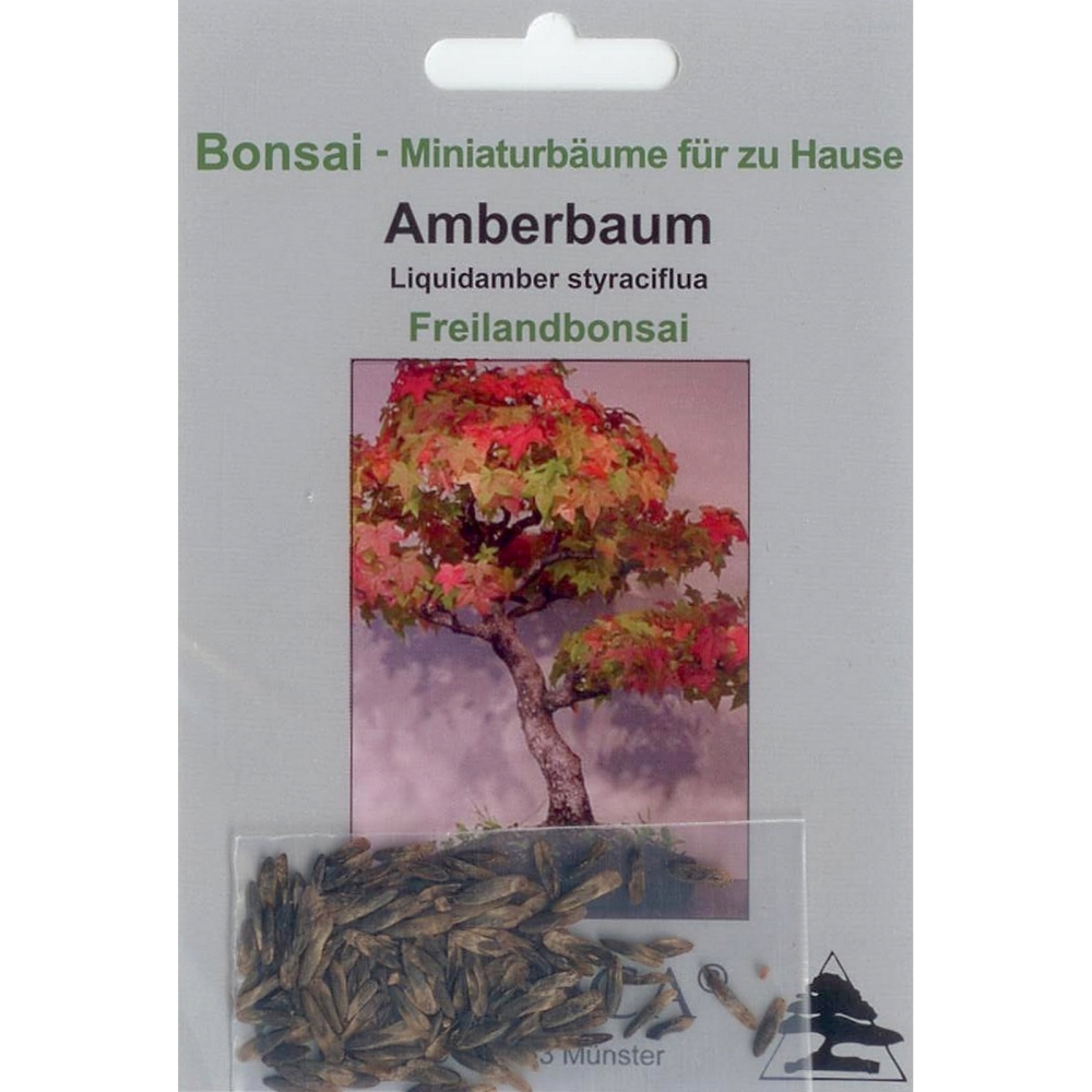Bonsai - 100 Samen Liquidamber styraciflua, Amerikanischer Amberbaum 90045