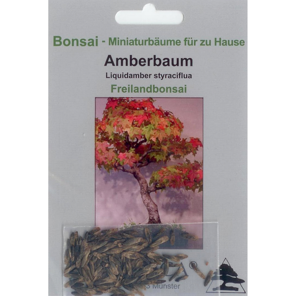 Bonsai - 50 Samen Liquidamber styraciflua - Amerikanischer Amberbaum 90045
