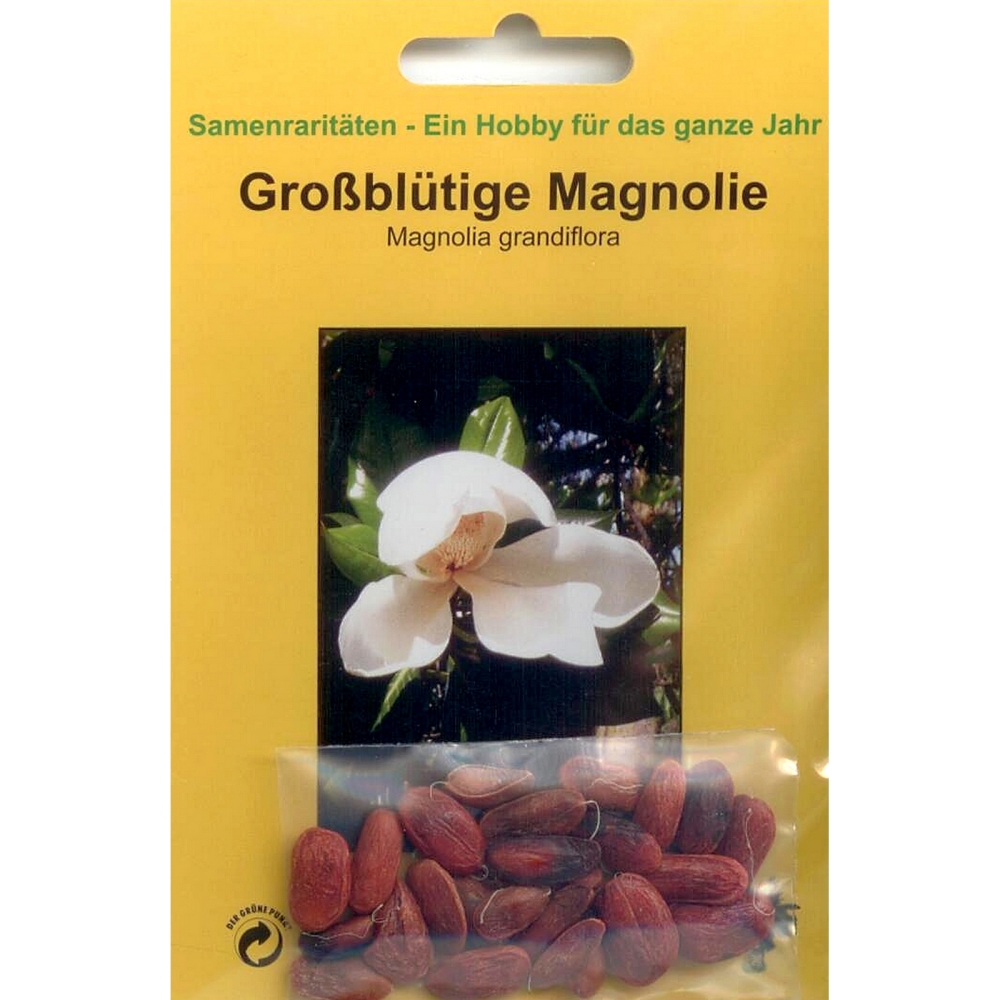 Bonsai - 10 Samen von Magnolie, Magnolia grandiflora, 90066