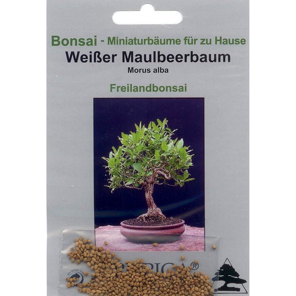 Bonsai - 200 Samen Morus alba, weißer Maulbeerbaum , 90037