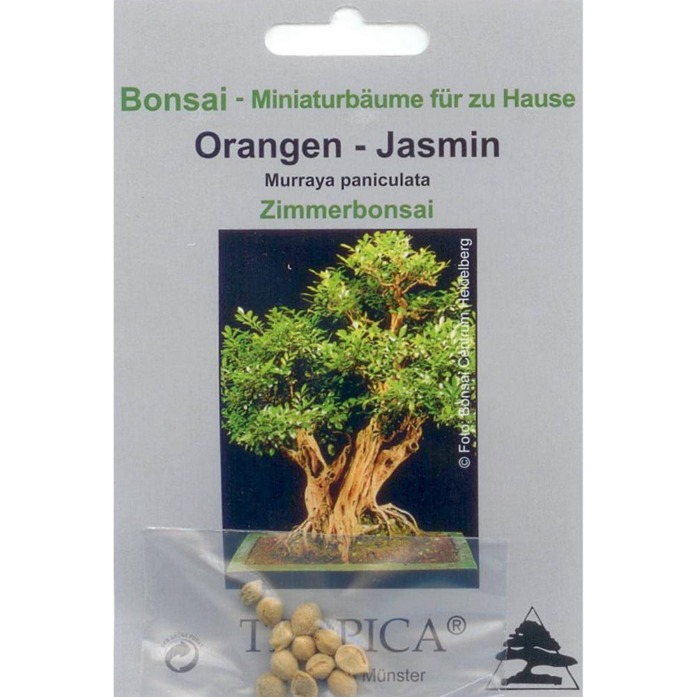 Bonsai - 10 Samen  Murraya paniculata - Orangen Jasmin 90023