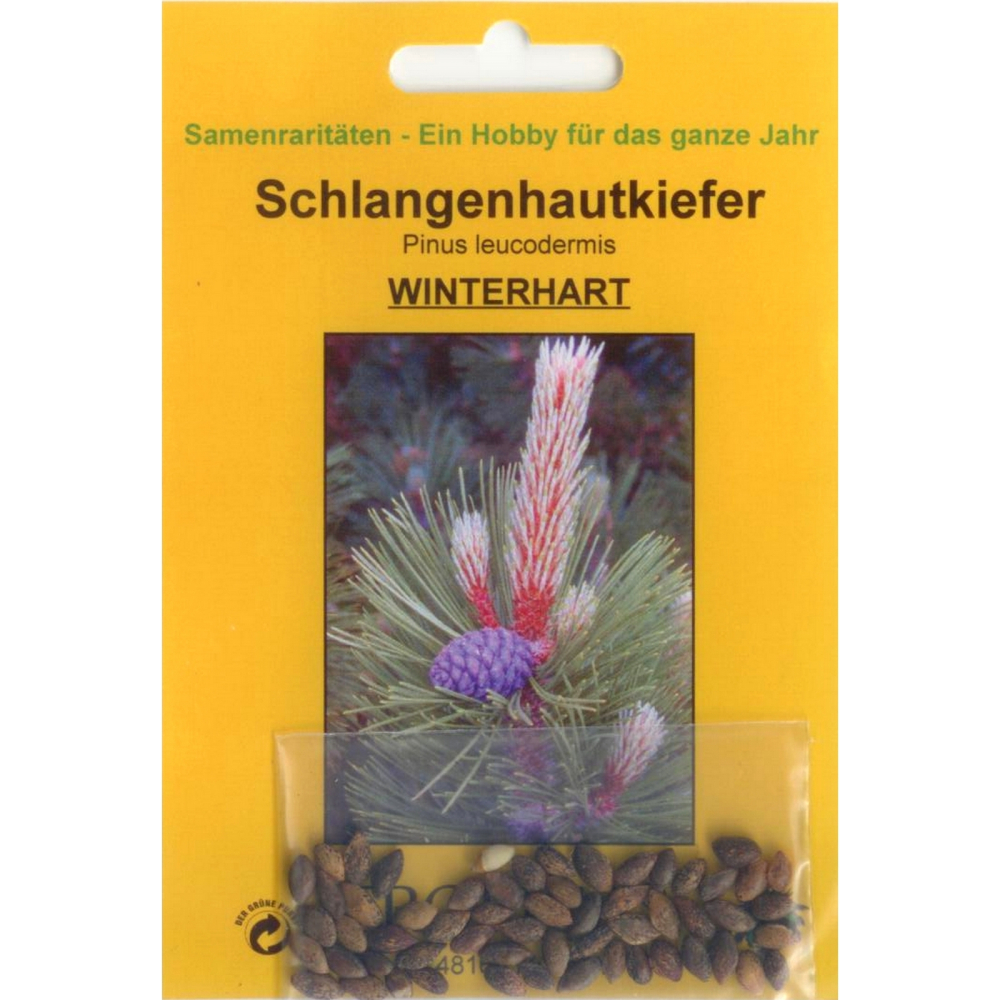 Bonsai - 20 Samen Pinus leucodermis - Schlangenhaut Kiefer 90020