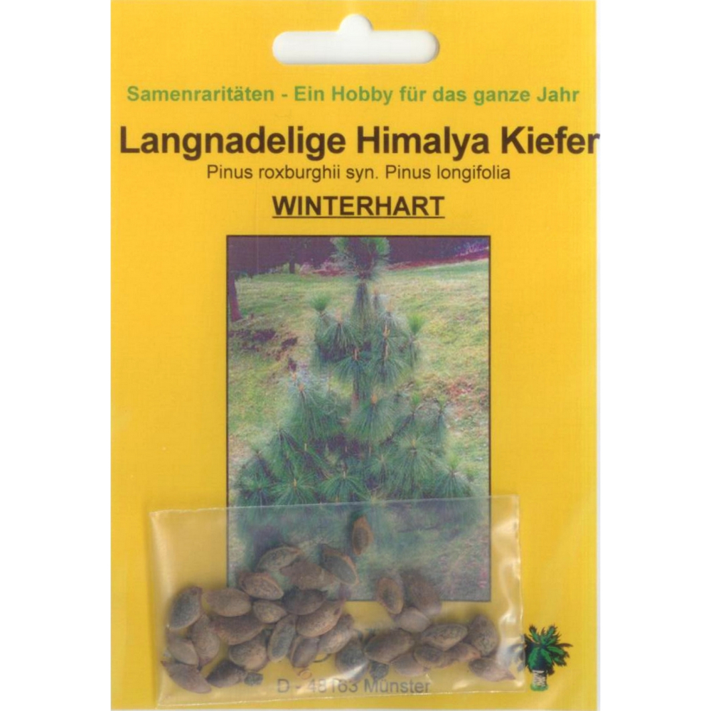 Bonsai - 35 Samen Pinus roxburghii - Langnadelige Himalaya Kiefer 90019