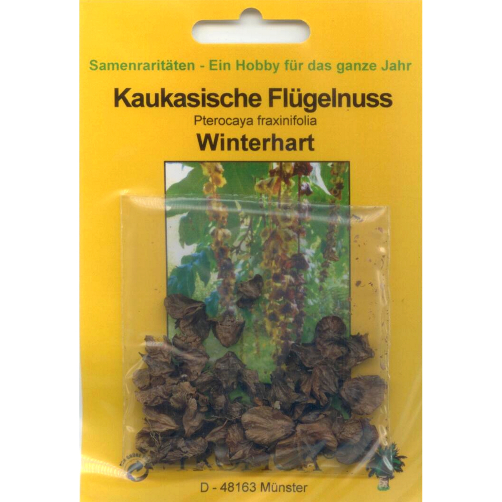 Bonsai - 15 Samen Pterocaya fraxinifolia - Kaukasische Flügelnuss 90094