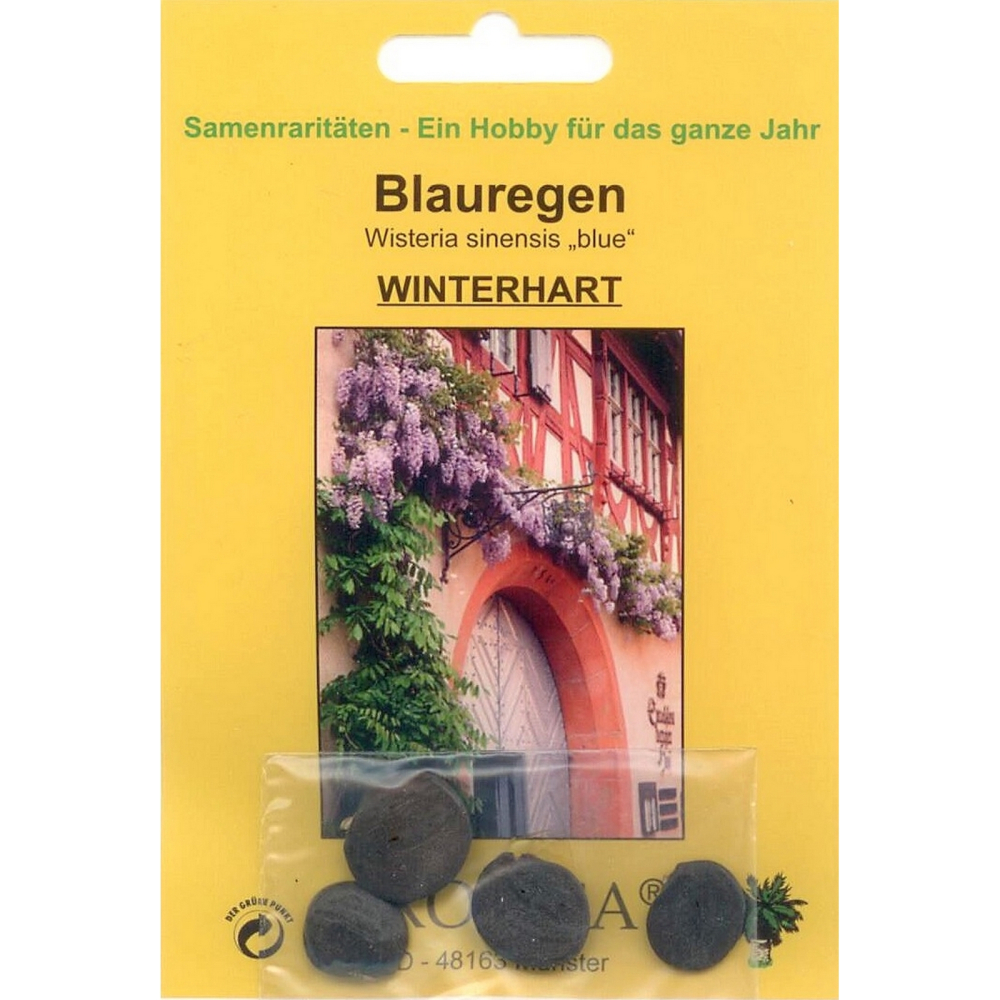 Bonsai - 4 Samen von Wisteria sinensis blue - Blauregen 90009