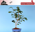 Camellia japonica, Japanische Kamelie (Pflegeanleitung)