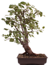 Bonsai - Alnus cordata, Italienische Erle, Herzblättrige Erle 197/186