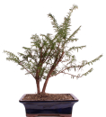 Bonsai - Taxus baccata, Europäische Eibe, 2er-Gruppe  201/216