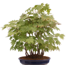 Bonsai - Acer palmatum - Japanischer Fächerahorn - Wald mit 14 Bäumen 204/94