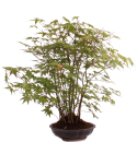 Bonsai - Acer palmatum - Japanischer Fächerahorn - Wald mit 19 Bäumen 204/96
