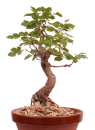 Bonsai - Morus alba, Weiße Maulbeere  215/18