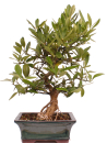 Bonsai - Citrus kinzu, Orangenbaum mit sehr kleinen Früchten  216/44