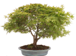 Bonsai - Acer palmatum, Japanischer Fächerahorn 218/248