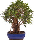Bonsai - Ficus retusa - Chinesische Feige 221/77