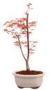 Bonsai - Acer palmatum 'Chishio' - Japanischer Fächerahorn rotlaubig 229/03