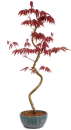 Bonsai - Acer palmatum 'Kyou-no-Mai' Japanischer Fächerahorn aus Japan 229/51