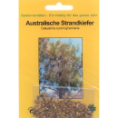 Bonsai - 100 Samen Casuarina cunninghamiana - Australische Strandkiefer 90095