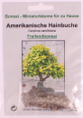 Bonsai - 25 Samen Carpinus caroliana - Amerikanische Hainbuche 90146