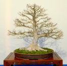 Acer palmatum - Japanischer Fächerahorn (Pflegeanleitung)