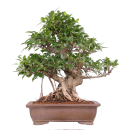 Ficus microcarpa (retusa) -Chinesische Feige  (Pflegeanleitung)