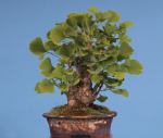 Ginkgo biloba - Ginkgo, Fächerblattbaum, Fächerbaum, Silberpflaume (Pflegeanleitung)